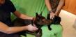 Maxcotea | Foto de India - Perro, Raza: Pastor Belga
 | 🌸India🌸 | Maxcotea, Adopción de mascotas. Adopción de perros. Adopción de gatos.