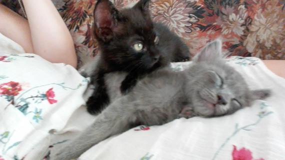 Maxcotea | Foto de Dante y Ares - Gato, Raza: Azul Ruso
 | 🌸Dante & Ares🌸 | Maxcotea, Adopción de mascotas. Adopción de perros. Adopción de gatos.
