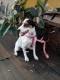 Maxcotea | Foto de Cristal - Perro, Raza: Otro | CRISTAL 2 | Maxcotea, Adopción de mascotas. Adopción de perros. Adopción de gatos.