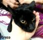 Maxcotea | Foto de Greco - Gato, Raza: Gato común europeo | GRECO EN ADOPCIÓN | Maxcotea, Adopción de mascotas. Adopción de perros. Adopción de gatos.