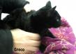 Maxcotea | Foto de Greco - Gato, Raza: Gato común europeo | GRECO EN ADOPCIÓN | Maxcotea, Adopción de mascotas. Adopción de perros. Adopción de gatos.