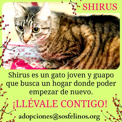 Maxcotea | Foto de Shirus - Gato, Raza: Gato común europeo | Shirus en adopción | Maxcotea, Adopción de mascotas. Adopción de perros. Adopción de gatos.