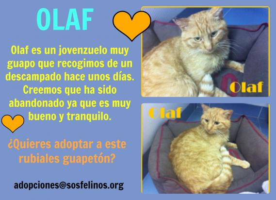 Maxcotea | Foto de Olaf - Gato, Raza: Gato común europeo | Olaf en adopción | Maxcotea, Adopción de mascotas. Adopción de perros. Adopción de gatos.