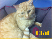 Maxcotea | Foto de Olaf - Gato, Raza: Gato común europeo | Olaf en adopción | Maxcotea, Adopción de mascotas. Adopción de perros. Adopción de gatos.