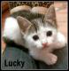 Maxcotea | Foto de Lucky - Gato, Raza: Gato común europeo | Lucky en adopción | Maxcotea, Adopción de mascotas. Adopción de perros. Adopción de gatos.