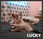 Maxcotea | Foto de Lucky - Gato, Raza: Gato común europeo | Lucky en adopción | Maxcotea, Adopción de mascotas. Adopción de perros. Adopción de gatos.