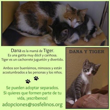 Maxcotea | Foto de Dana y Tiger - Gato, Raza: Gato común europeo | Dana y Tiger en adopción | Maxcotea, Adopción de mascotas. Adopción de perros. Adopción de gatos.