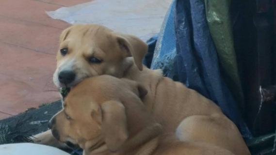 Maxcotea | Foto de X de amstaff - Perro, Raza: American Staffordshire
 | Bebés  | Maxcotea, Adopción de mascotas. Adopción de perros. Adopción de gatos.