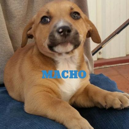 Maxcotea | Foto de X de amstaff - Perro, Raza: American Staffordshire
 | MACHOS | Maxcotea, Adopción de mascotas. Adopción de perros. Adopción de gatos.
