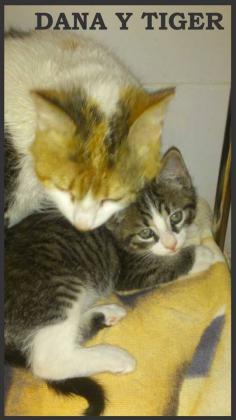 Maxcotea | Foto de Dana y Tiger - Gato, Raza: Gato común europeo | Maxcotea, Adopción de mascotas. Adopción de perros. Adopción de gatos.