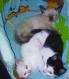 Maxcotea | Foto de Burbuja - Gato, Raza: Gato común europeo | 🌸 Burbuja🌸 | Maxcotea, Adopción de mascotas. Adopción de perros. Adopción de gatos.