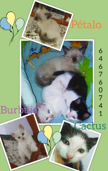 Maxcotea | Foto de Pétalo - Gato, Raza: Gato común europeo | 🌸 Pétalo🌸 | Maxcotea, Adopción de mascotas. Adopción de perros. Adopción de gatos.