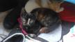 Maxcotea | Foto de Valeria - Gato, Raza: Gato común europeo | 🌸Valeria🌸 | Maxcotea, Adopción de mascotas. Adopción de perros. Adopción de gatos.