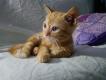 Maxcotea | Foto de Ginger - Gato, Raza: Gato común europeo | 🌸 Ginger🌸 | Maxcotea, Adopción de mascotas. Adopción de perros. Adopción de gatos.