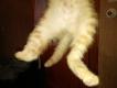 Maxcotea | Foto de Ginger - Gato, Raza: Gato común europeo | 🌸 Ginger🌸 | Maxcotea, Adopción de mascotas. Adopción de perros. Adopción de gatos.