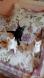 Maxcotea | Foto de Perla - Gato, Raza: Gato común europeo | 🌸 Perla🌸 | Maxcotea, Adopción de mascotas. Adopción de perros. Adopción de gatos.