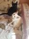 Maxcotea | Foto de Perla - Gato, Raza: Gato común europeo | 🌸 Perla🌸 | Maxcotea, Adopción de mascotas. Adopción de perros. Adopción de gatos.