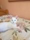 Maxcotea | Foto de Duque - Gato, Raza: Gato común europeo | 🌸Duque🌸 | Maxcotea, Adopción de mascotas. Adopción de perros. Adopción de gatos.