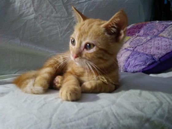 Maxcotea | Foto de Ginger - Gato, Raza: Gato común europeo | Maxcotea, Adopción de mascotas. Adopción de perros. Adopción de gatos.