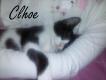 Maxcotea | Foto de Clhoe - Gato, Raza: Gato común europeo | Clhoe en adopción | Maxcotea, Adopción de mascotas. Adopción de perros. Adopción de gatos.