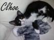 Maxcotea | Foto de Clhoe - Gato, Raza: Gato común europeo | Clhoe en adopción | Maxcotea, Adopción de mascotas. Adopción de perros. Adopción de gatos.