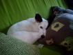 Maxcotea | Foto de YUPY - Perro, Raza: Otro | DULCE YUPY | Maxcotea, Adopción de mascotas. Adopción de perros. Adopción de gatos.
