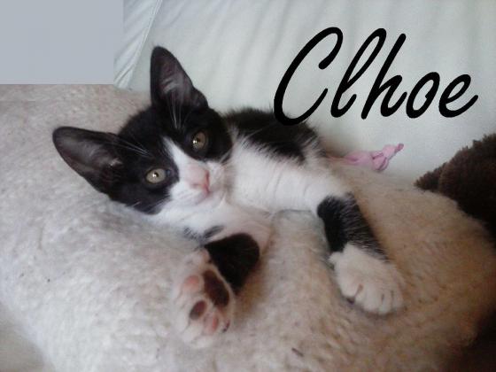 Maxcotea | Foto de Clhoe - Gato, Raza: Gato común europeo | Maxcotea, Adopción de mascotas. Adopción de perros. Adopción de gatos.