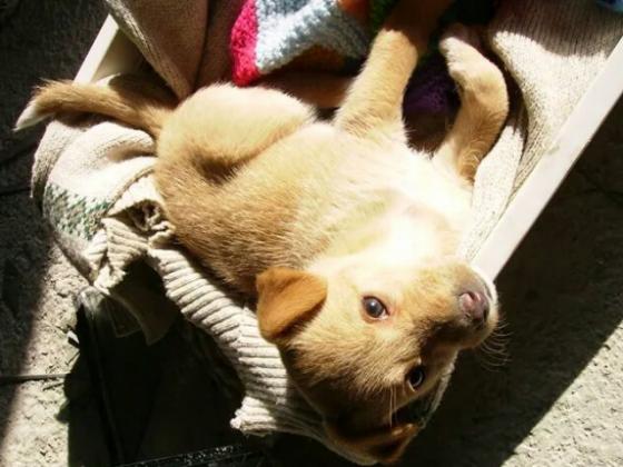 Maxcotea | Foto de LIA - Perro, Raza: Podenco Canario
 | Lia al solecito  | Maxcotea, Adopción de mascotas. Adopción de perros. Adopción de gatos.
