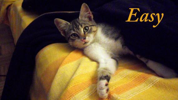 Maxcotea | Foto de Easy - Gato, Raza: Gato común europeo | Maxcotea, Adopción de mascotas. Adopción de perros. Adopción de gatos.