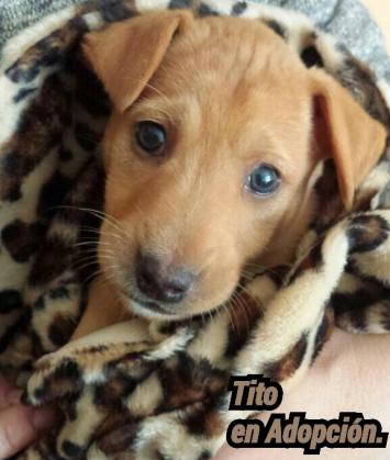 Maxcotea | Foto de Tito - Perro, Raza: Podenco Canario
 | Maxcotea, Adopción de mascotas. Adopción de perros. Adopción de gatos.
