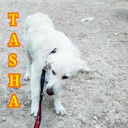 Maxcotea | Foto de Tasha - Perro, Raza: Labrador Retriever
 | Maxcotea, Adopción de mascotas. Adopción de perros. Adopción de gatos.