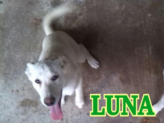 Maxcotea | Foto de Luna - Perro, Raza: Labrador Retriever
 | Maxcotea, Adopción de mascotas. Adopción de perros. Adopción de gatos.