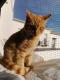 Maxcotea | Foto de Raviolli - Gato, Raza: Gato común europeo | 🌸 Raviolli🌸 | Maxcotea, Adopción de mascotas. Adopción de perros. Adopción de gatos.
