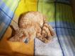 Maxcotea | Foto de Raviolli - Gato, Raza: Gato común europeo | 🌸 Raviolli🌸 | Maxcotea, Adopción de mascotas. Adopción de perros. Adopción de gatos.