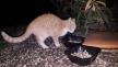 Maxcotea | Foto de Pomposa - Gato, Raza: Gato común europeo | 🌸Pomposa🌸 | Maxcotea, Adopción de mascotas. Adopción de perros. Adopción de gatos.