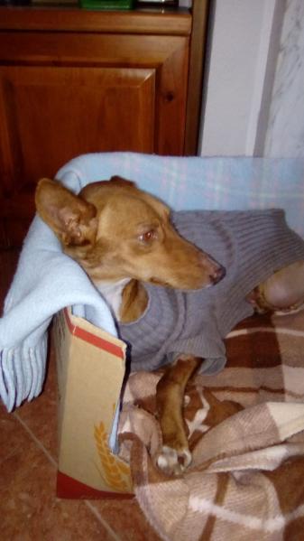 Maxcotea | Foto de ARWEN - Perro, Raza: Podenco Portugues
 | ARWEN | Maxcotea, Adopción de mascotas. Adopción de perros. Adopción de gatos.