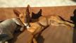 Maxcotea | Foto de JARED - Perro, Raza: Otro | JARED | Maxcotea, Adopción de mascotas. Adopción de perros. Adopción de gatos.