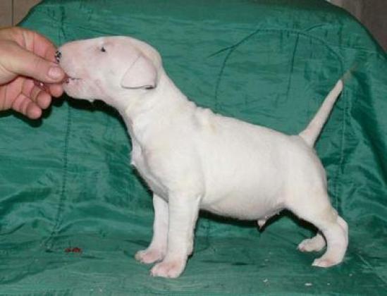 Maxcotea | Foto de miniatura bull terrier toy  - Perro, Raza: Bull Terrier
 | Maxcotea, Adopción de mascotas. Adopción de perros. Adopción de gatos.