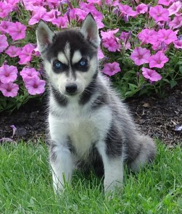 Maxcotea | Foto de huki - Perro, Raza: Husky Siberiano
 | Maxcotea, Adopción de mascotas. Adopción de perros. Adopción de gatos.