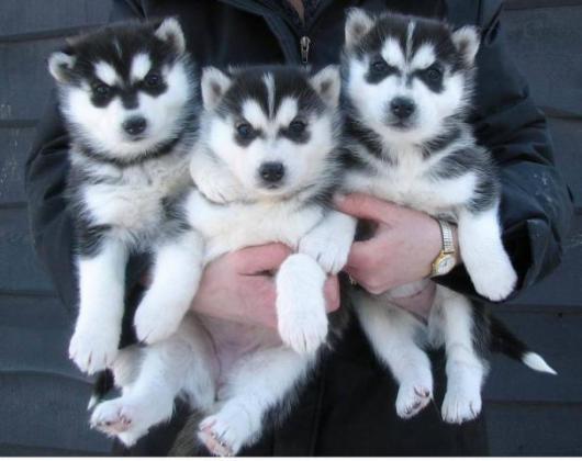 Maxcotea | Foto de mika - Perro, Raza: Husky Siberiano
 | Maxcotea, Adopción de mascotas. Adopción de perros. Adopción de gatos.