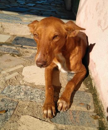 Maxcotea | Foto de ARWEN - Perro, Raza: Podenco Portugues
 | Maxcotea, Adopción de mascotas. Adopción de perros. Adopción de gatos.