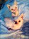 Maxcotea | Foto de Hanzel y Gretel - Gato, Raza: Gato común europeo | 🌸Hanzel & Gretel🌸 | Maxcotea, Adopción de mascotas. Adopción de perros. Adopción de gatos.