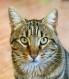 Maxcotea | Foto de Tiger - Gato, Raza: Gato común europeo | 🌸Tiger🌸 | Maxcotea, Adopción de mascotas. Adopción de perros. Adopción de gatos.
