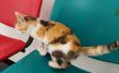 Maxcotea | Foto de Nefer - Gato, Raza: Gato común europeo | 🌸Nefer🌸 | Maxcotea, Adopción de mascotas. Adopción de perros. Adopción de gatos.