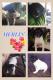 Maxcotea | Foto de MERLIN - Perro, Raza: Otro | MERLIN | Maxcotea, Adopción de mascotas. Adopción de perros. Adopción de gatos.