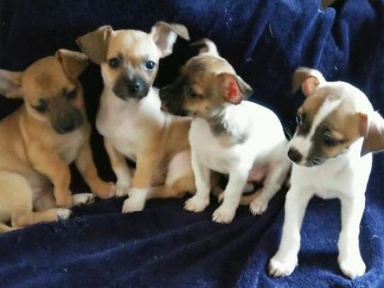 Maxcotea | Foto de  regalo cachorros de chihuahua  - Perro, Raza: Chihuahua
 | Maxcotea, Adopción de mascotas. Adopción de perros. Adopción de gatos.