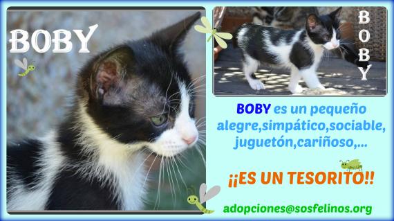 Maxcotea | Foto de Boby - Gato, Raza: Gato común europeo | Boby en adopción | Maxcotea, Adopción de mascotas. Adopción de perros. Adopción de gatos.