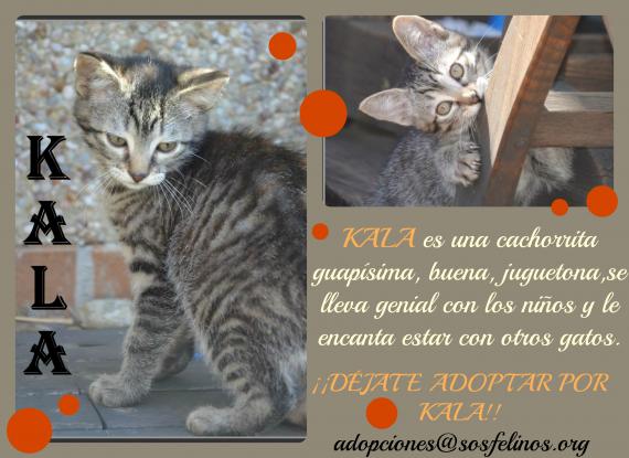 Maxcotea | Foto de Kala - Gato, Raza: Gato común europeo | Kala en adopción | Maxcotea, Adopción de mascotas. Adopción de perros. Adopción de gatos.