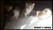 Maxcotea | Foto de Jacky y Nuca - Gato, Raza: Gato común europeo | Jacky y Nuca en adopción | Maxcotea, Adopción de mascotas. Adopción de perros. Adopción de gatos.