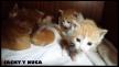 Maxcotea | Foto de Jacky y Nuca - Gato, Raza: Gato común europeo | Jacky y Nuca en adopción | Maxcotea, Adopción de mascotas. Adopción de perros. Adopción de gatos.